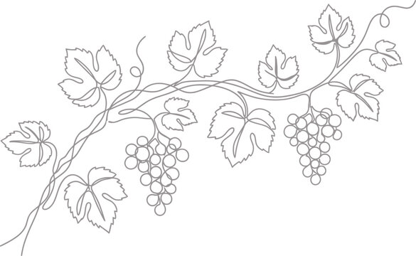 Minimalist Grape Vine One Line Drawing Vector Illustration for Wine Label Design, Vineyard Branding & Organic Food Packaging (EPS)