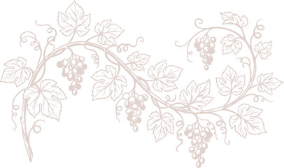 Fototapeta premium Elegant Grapevine Branch with Grapes and Leaves Vector Illustration for Wine Labels, Vineyard Branding & Organic Food Packaging (EPS)