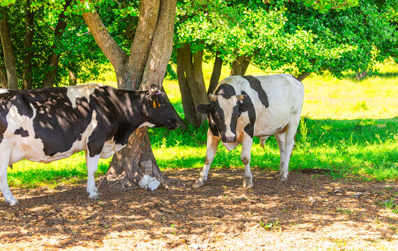Two black and white cows standing near tree in rural field. Farm animals grazing in meadow. Agriculture landscape, livestock husbandry and cattle breeding industry concept.