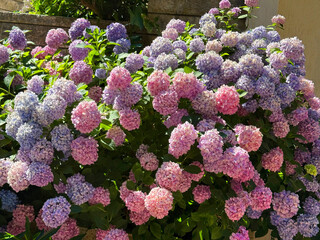 Gorgeous Hydrangea hortensia shrub pink purple flowers