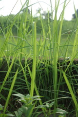 Fototapeta premium Fresh green grass stems close up in a meadow with environment close-up seasonal landscaping