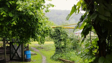 A cozy, green courtyard in the countryside on a cloudy day. A blue barrel stands by a wooden gate, and a path leads into the garden. Ivy entwines a gas pipe support against a backdrop of wooded hills. © Skyliz