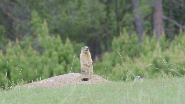 Alert alpine marmot standing upright on its hind legs watching over its burrow in a green pasture