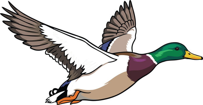Flying Mallard Duck Vector Illustration with Outspread Wings and Green Head Details for Wildlife Nature and Hunting Design Concepts