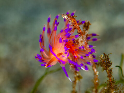 Vivid Purple-Line Unidentia Nudibranch on Coral Reef in Anilao Philippines