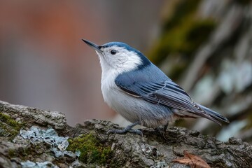 Fototapeta premium Forest scene featuring a white-breasted nuthatch resting on a branch, crisp focus and soft background