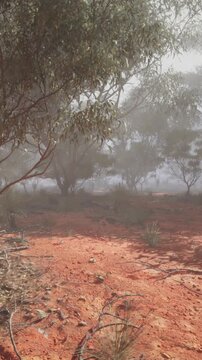 Fog covers a red soil area with scattered green trees. The scene captures a quiet morning where visibility is low due to the mist. Nature is still and hidden.