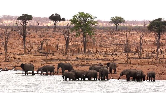 Elephant herd in destroyed landscape at lake 146