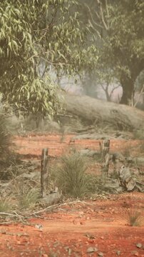 Trees with green leaves stand beside a dirt path made of red soil. The ground is dry and shows signs of sunlight filtering through the branches.