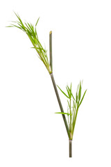 Obraz premium Tropical green bamboo plant foliage cut out for natural design element.