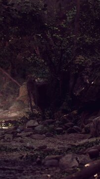 Light breaks through trees, illuminating rocks and vegetation in a forest. The scene shows a dense area of nature with plants surrounding the stones. Shadows add depth to the view.