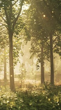 Sunlight filters through tall trees in a forest. The scene shows greenery and light beams. It is morning. The forest has a calm feel. Small lights float in the air.