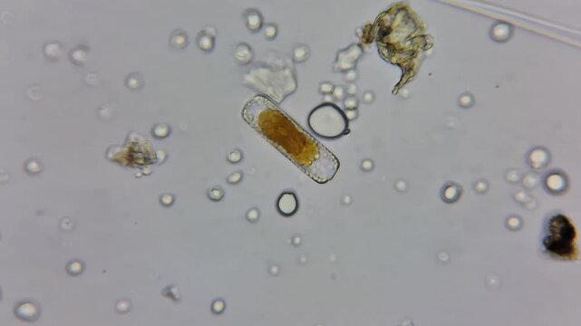 Microscopic view of a rectangular diatom microalgae cell with golden chloroplast
