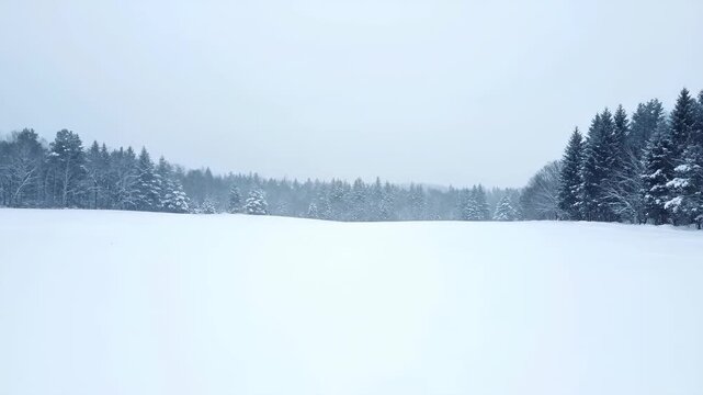 Panoramic view of winter snow forest, winter snow forest sea and snow field