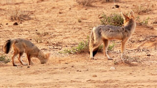 young cape foxes jumping around  2