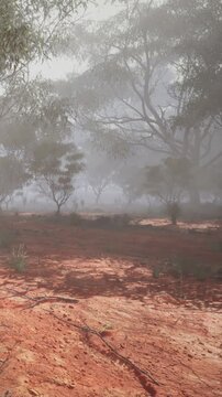 Fog hangs low in a forest area. Trees and bushes are scattered around the ground. The dirt path is wet from moisture. This scene appears dense and quiet early in the morning.