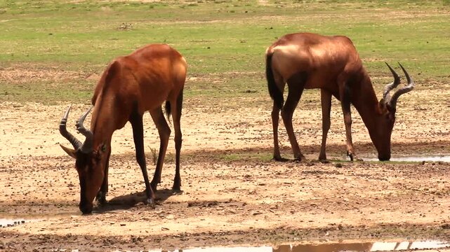 two hartebeest, Alcelaphus caama, drinking 205