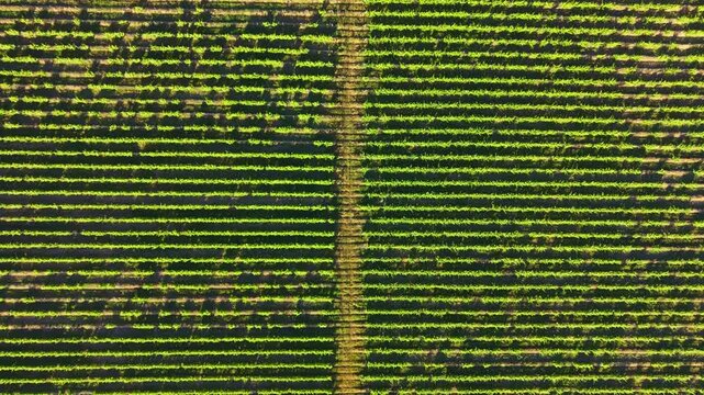 Green plants grow in neat rows in a large field during sunset. The lines between the rows allow for walking and maintenance of the crops.