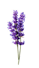 Obraz premium Bouquet of Lavender Flowers. Isolated lavender flowers on transparent background with full depth of field. Lavender Flower png clip art clipart