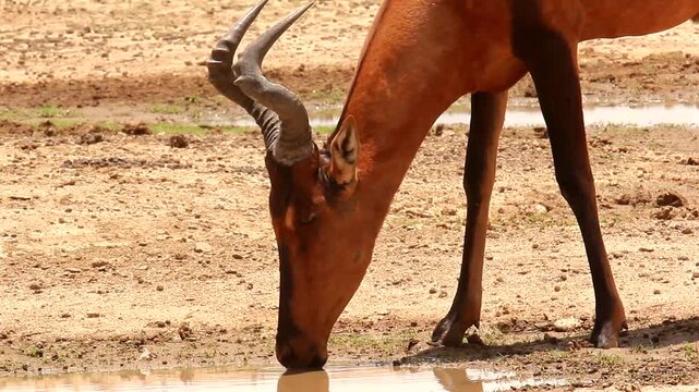 hartebeest, Alcelaphus caama, portrait, drinking 207
