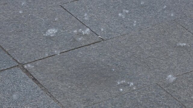 Poplar fluff swirls along the paved street