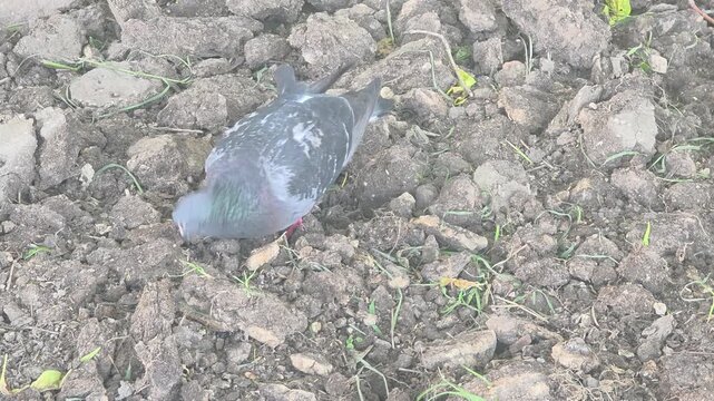 Pigeon searching for food in dirt near a garden in the early afternoon