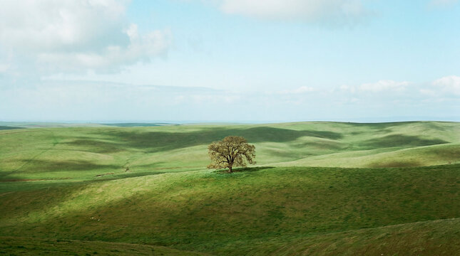 Solitary tree standing on endless rolling green hills under soft sky