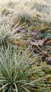 Frosty meadow grass sparkling with silver frost on cold morning