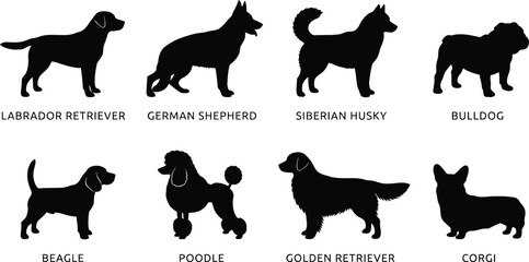 Popular dog breeds silhouettes set featuring labrador retriever, german shepherd, siberian husky, bulldog, beagle, poodle, golden retriever, and corgi vector illustration. © shabbirahmed