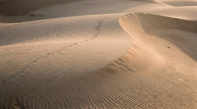 Rippled desert dune marked by trailing footprints under soft light