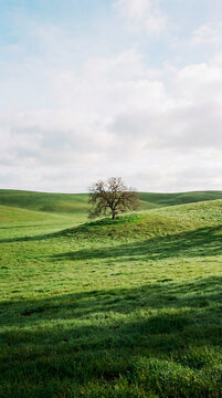 Lone tree on rolling emerald hills under soft overcast spring sky