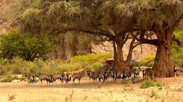 oryx, Oryx gazella, resting in shadow of an old Ana tree  284