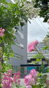 Slider shot transitioning from fresh Japanese roses to light pink English roses
