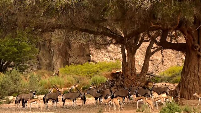 oryx, Oryx gazella, resting in shadow of an old Ana tree 290 
