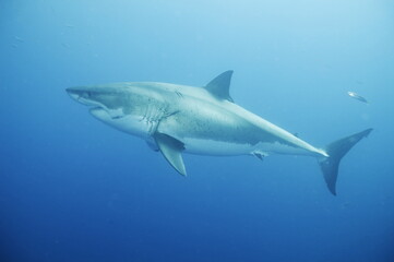 Great white shark in the Pacific Ocean © willtu
