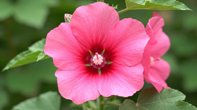 Close-up of pink flowers, close-up of pink hollyhocks in bloom
