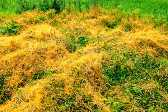 Dodder (Genus Cuscuta) is a parasitic plant that is totally dependent on other host plants for survival