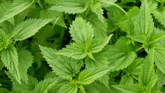 Fresh green nettle blowing in wind. Close up of nettle medical plant.&nbsp;