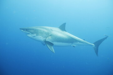 Great white shark in the Pacific Ocean © willtu