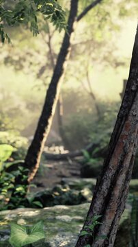 Sunlight shines through trees in a forest. A narrow path is visible, surrounded by leaves and plants. The scene shows a quiet moment in nature during the early morning.