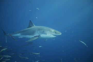 Fototapeta premium Great white shark in the Pacific Ocean
