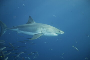 Fototapeta premium Great white shark in the Pacific Ocean