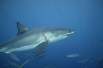 Fototapeta premium Great white shark in the Pacific Ocean