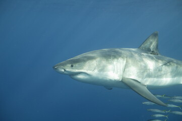 Fototapeta premium Great white shark in the Pacific Ocean