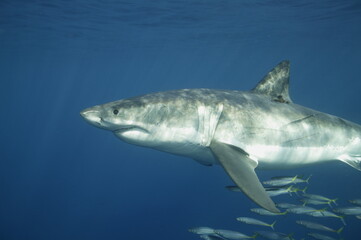 Great white shark in the Pacific Ocean © willtu