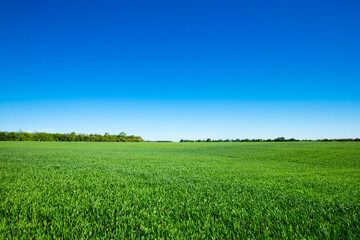 Obraz premium Green field and blue sky. Meadow landscape