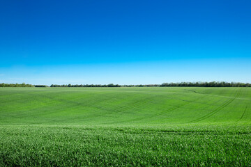 Fototapeta premium Green field and blue sky. Meadow landscape