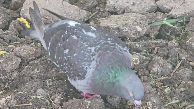 Pigeon walking on the ground near a farm in the early morning sun