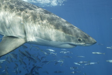 Naklejka premium Great white shark in the Pacific Ocean
