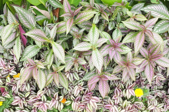 Persian Shield or Strobilanthes dyeriana and Inch Plant or Tradescantia zebrina Photo